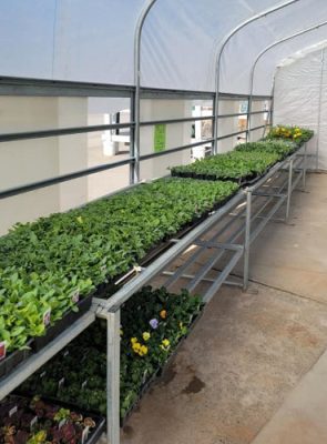 Benches of green starts and pansies inside the R&H greenhouse